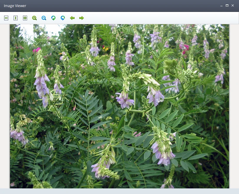 image viewer